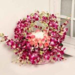 Dreams Orchids