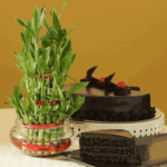 Truffle Cake N Three Layer Bamboo